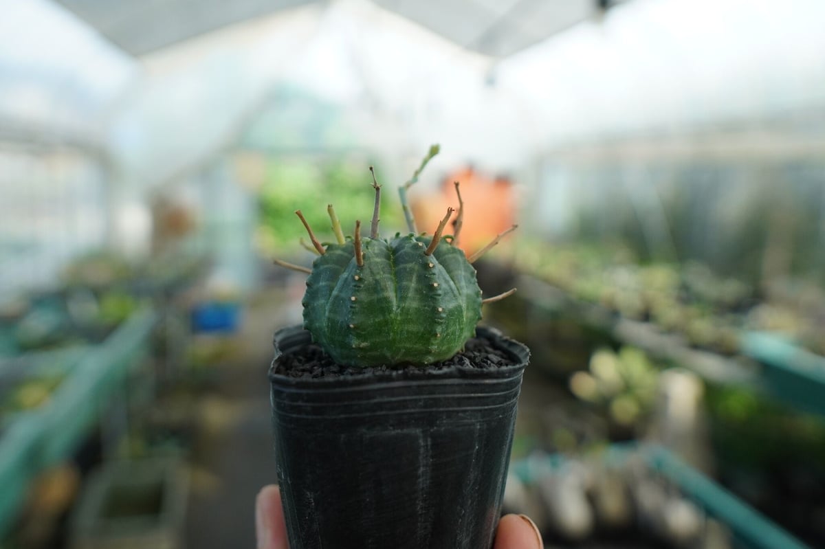 ユーフォルビア スーパーバリダ Euphorbia super valida No.4 |