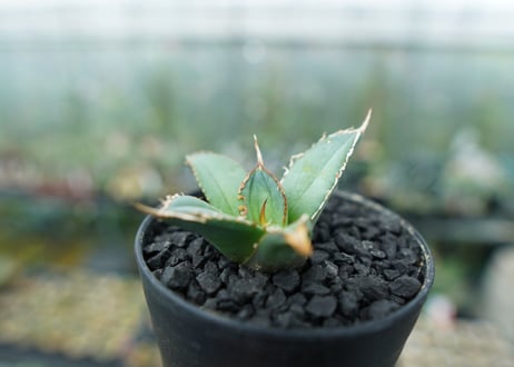 アガベ　チタノタ　FO-76　Agave titanota  FO-76　No.6
