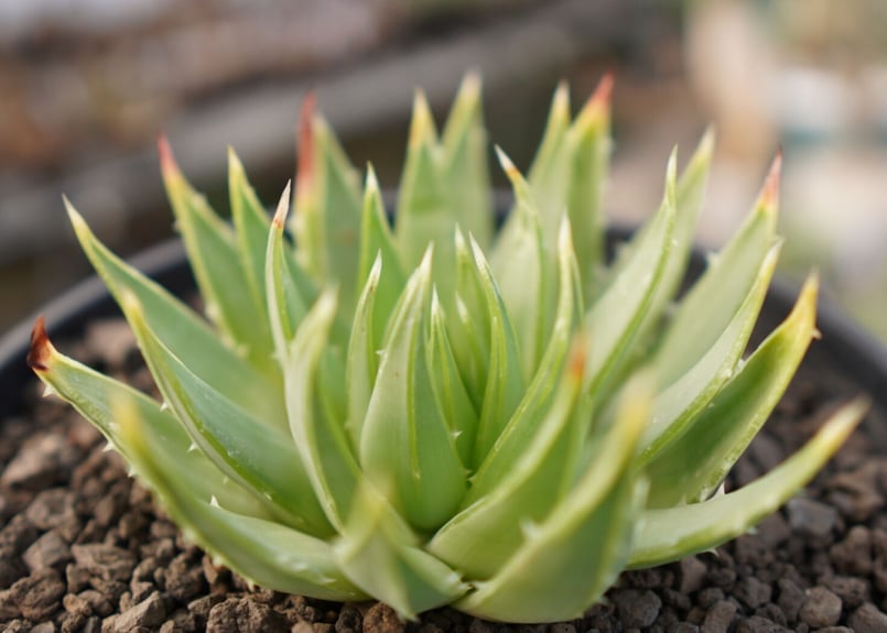 アロエ　ポリフィラ アロエ ポリフィラ Aloe polyphylla 3.5号｜観葉10-TU