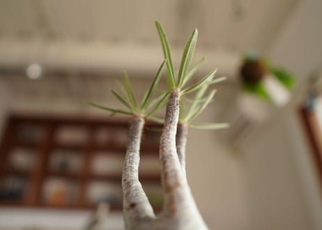 パキポディウム　グラキリス　 Pachypodium Gracilius