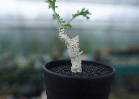 ペラルゴニウム　カルノーサム　Pelargonium carnosum