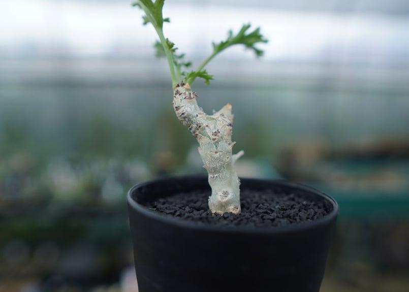 ペラルゴニウム　カルノーサム ペラルゴニウム カルノーサム Pelargonium carnosum | mana's fa