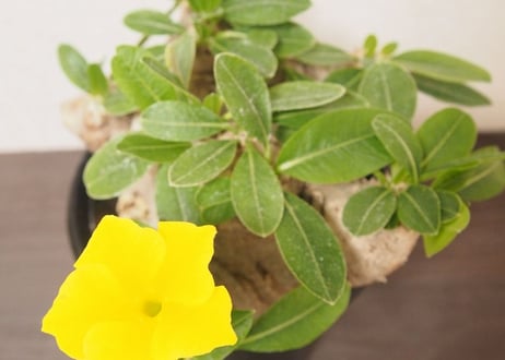 パキポディウム 恵比寿笑い　 Pachypodium brevicaule