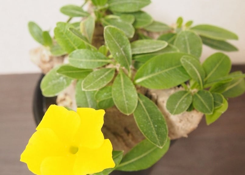 パキポディウム 恵比寿笑い Pachypodium brevicaule ② パキポディウム 恵比寿笑い Pachypodium brevicaule | mana's