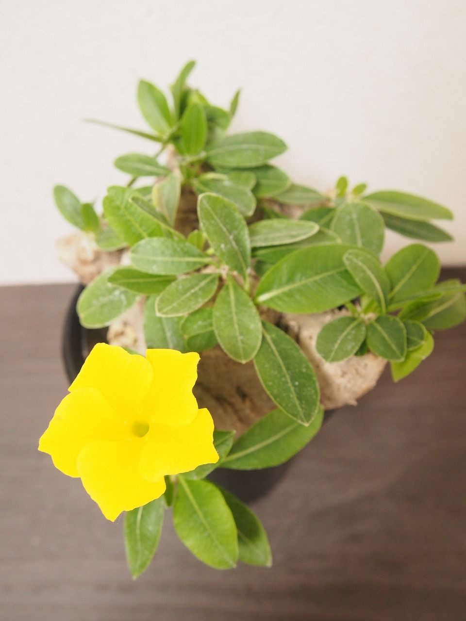 パキポディウム 恵比寿笑い Pachypodium brevicaule | mana's