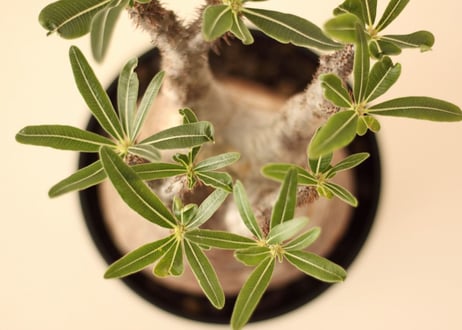 Pachypodium Gracilius パキポディウム  グラキリス  №７