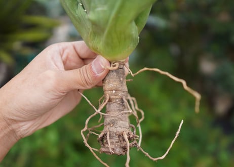 Agave titanota 白鯨 E NO.1