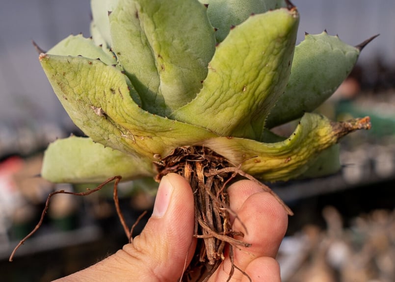 Agave Potatorum×Macroacantha NO.2 | mana's fa