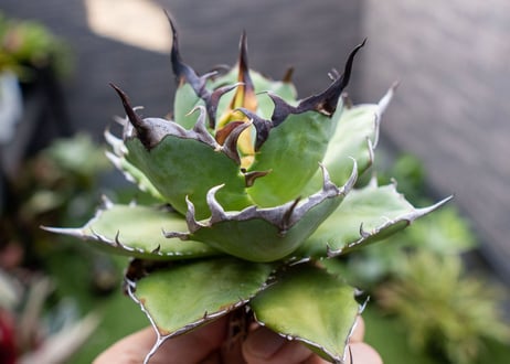 Agave ハデス 黒獄 A NO.1