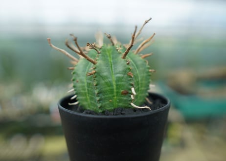 ユーフォルビア　スーパーバリダ　Euphorbia super valida