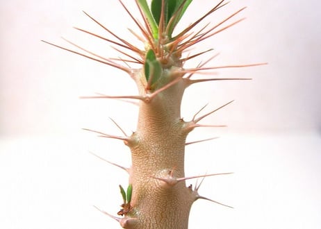 パキポディウム サンデルシー 白馬城　Pachypodium saundersii