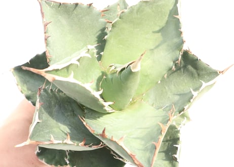 Agave titanota FO-76 compacta dwarf  no.4