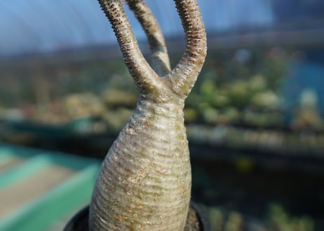 パキポディウム　グラキリス　 Pachypodium Gracilius  No.10