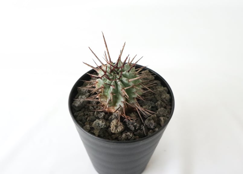 ユーフォルビア 強刺ホリダ | mana's farm:塊根植物・アガベ・ドライ