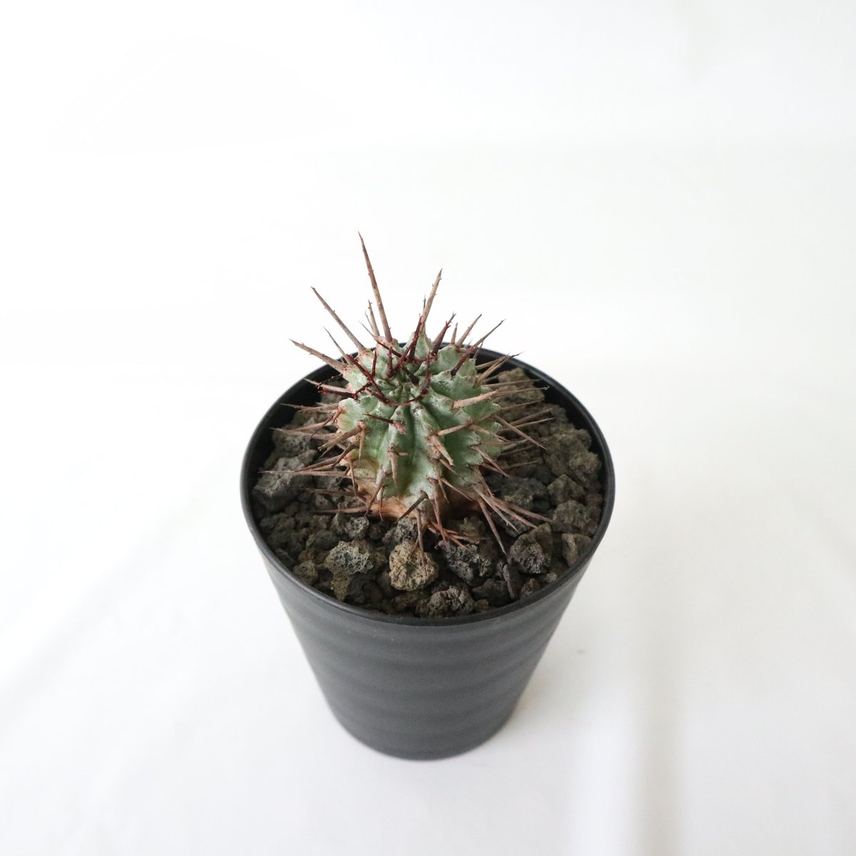 ユーフォルビア 強刺ホリダ | mana's farm:塊根植物・アガベ・ドライ