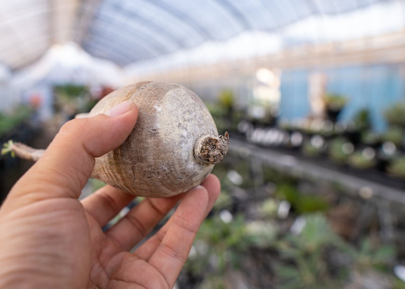 パキポディウム グラキリス 抜き苗 9/30まで限定！ | mana's farm:塊根