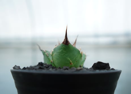 アガベ　チタノタ　白鯨　Agave titanota White whale