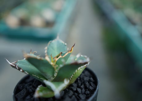 アガベ　チタノタ　FO-76　agave titanota  FO-76 子株 No.2