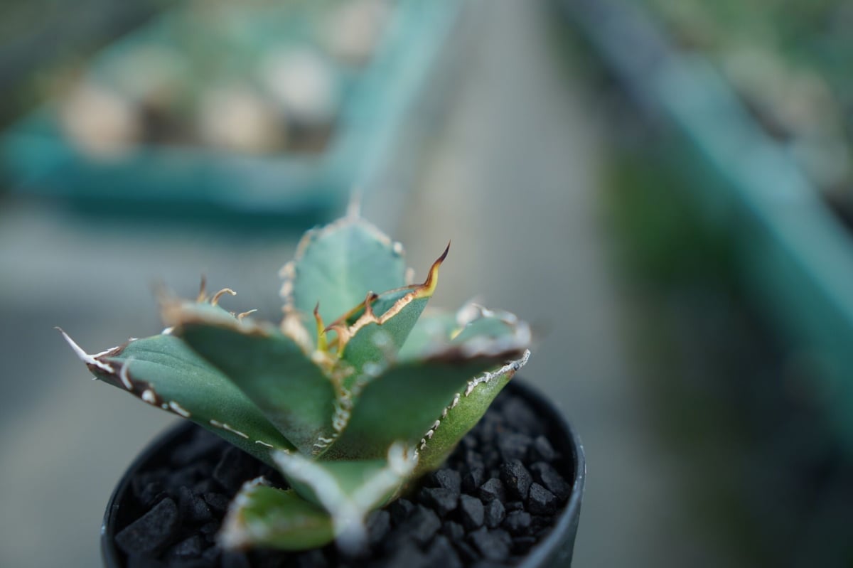 入園入学祝い アガベチタノタCR-2 Agave 株子株 CR-02 titanota 植物