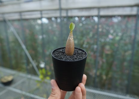 アデニウム　Adenium  No.7