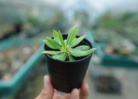 パキポディウム　恵比寿笑い　Pachypodium brevicaule　No.3