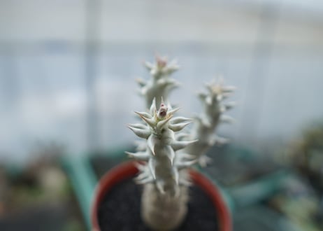 パキポディウム　デンシフローラム　Pachypodium densiflorum　No.9