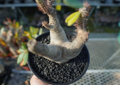パキポディウム マカイエンセ　Pachypodium makayense　No.4