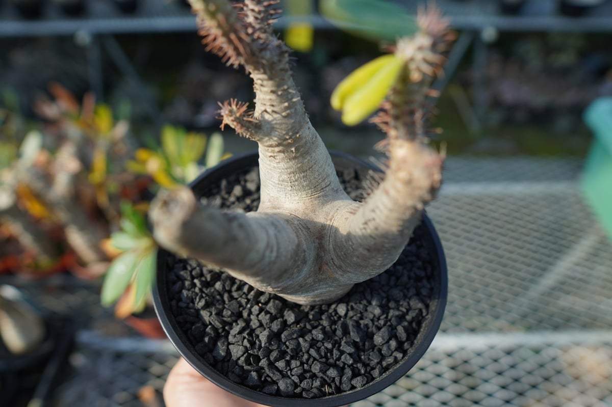 パキポディウム マカイエンセ Pachypodium makayense No.4 | man