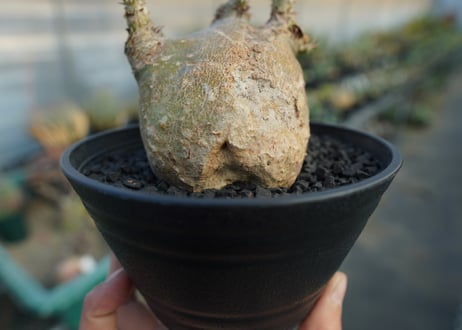 パキポディウム　マカイエンセ　Pachypodium makayense  No.6