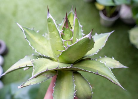 Agave kercovei x titanota NO.3