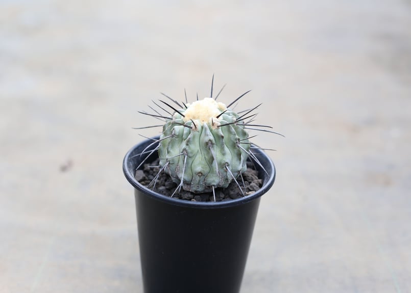 コピアポア　デアルバータ　黒士冠　怪物級 コピアポア デアルバータ 黒士冠 | mana's farm:塊根植物・アガベ