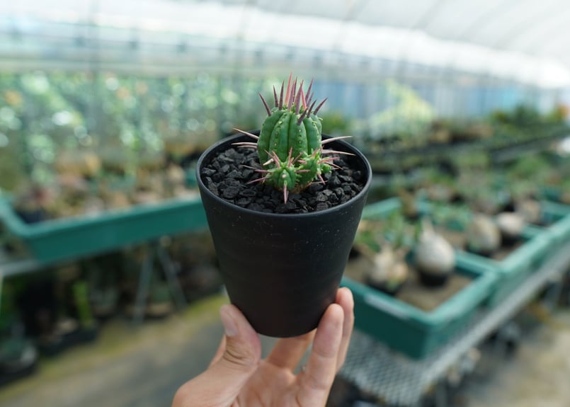 ユーフォルビア フェロックス Euphorbia ferox No.1 | mana's f