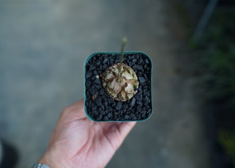 亀甲竜　Dioscorea elephantipes　No.1