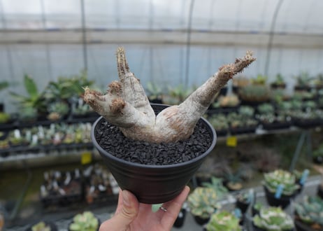 パキポディウム マカイエンセ　Pachypodium makayense　No.6