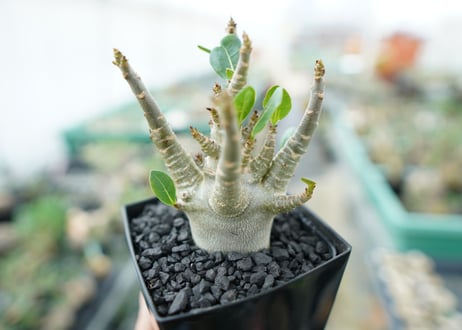 アデニウム　Adenium　No.4