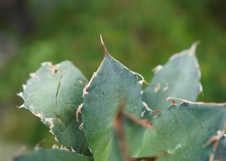 Agave titanota 白鯨 D NO.5