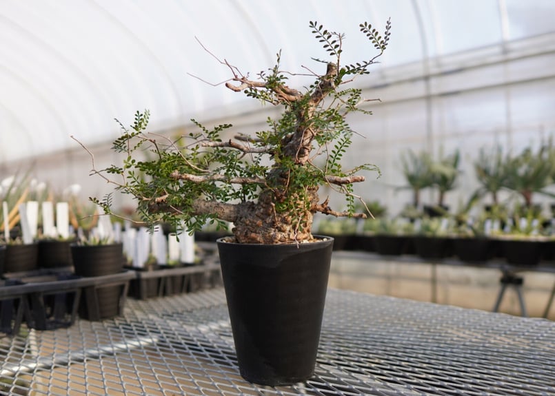 オペルクリカリア パキプス ボコボコNO.1 | mana's farm:塊根植物