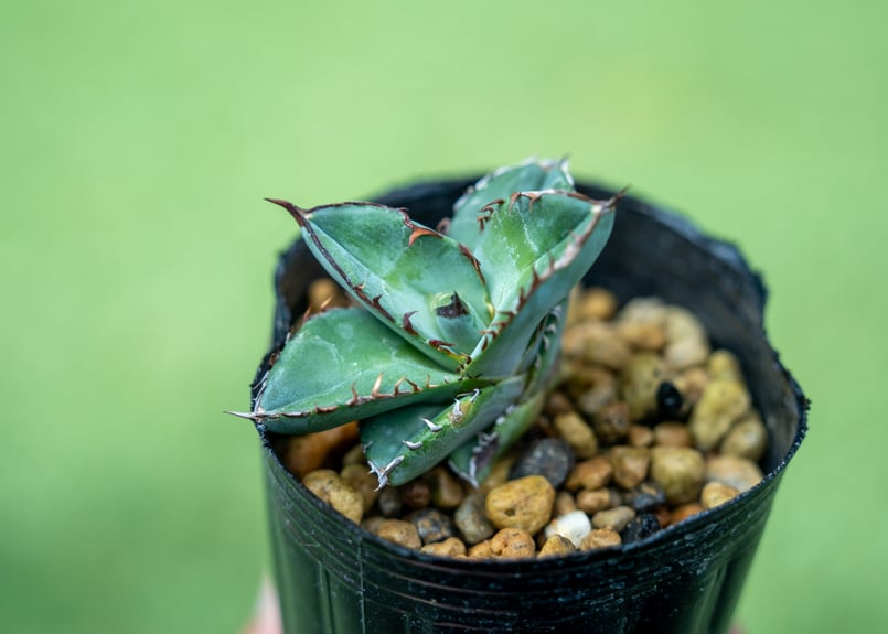 アガベ チタノタブルー 沖縄実生 No.3 | mana's farm:塊根植物・アガベ