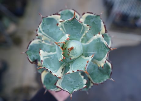 アガベ　兜蟹錦　連棘　Agave isthmensis “Kabutogani” variegata