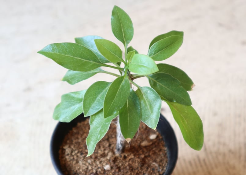 フォークイエリア　ディグエッティ　抜き苗 フォークイエリア ディグエッティ | GREEN LUCK