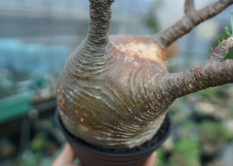パキポディウム　グラキリス　 Pachypodium Gracilius  No.3