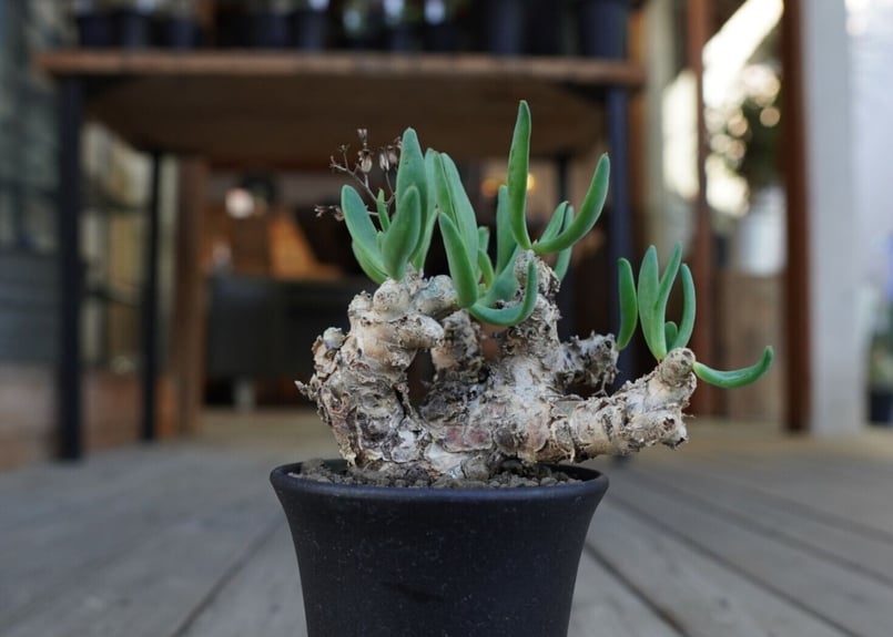 チレコドン 万物想 Tylecodon reticulatus | mana's green: チレコドン 万物想 Tylecodon reticulatus | mana's green: