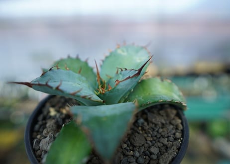 アガベ　チタノタ　ブルー　agave titanota Blue　No.1