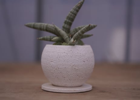 サンセベリア　ボンセレンシス　	Sansevieria Boncellensis
