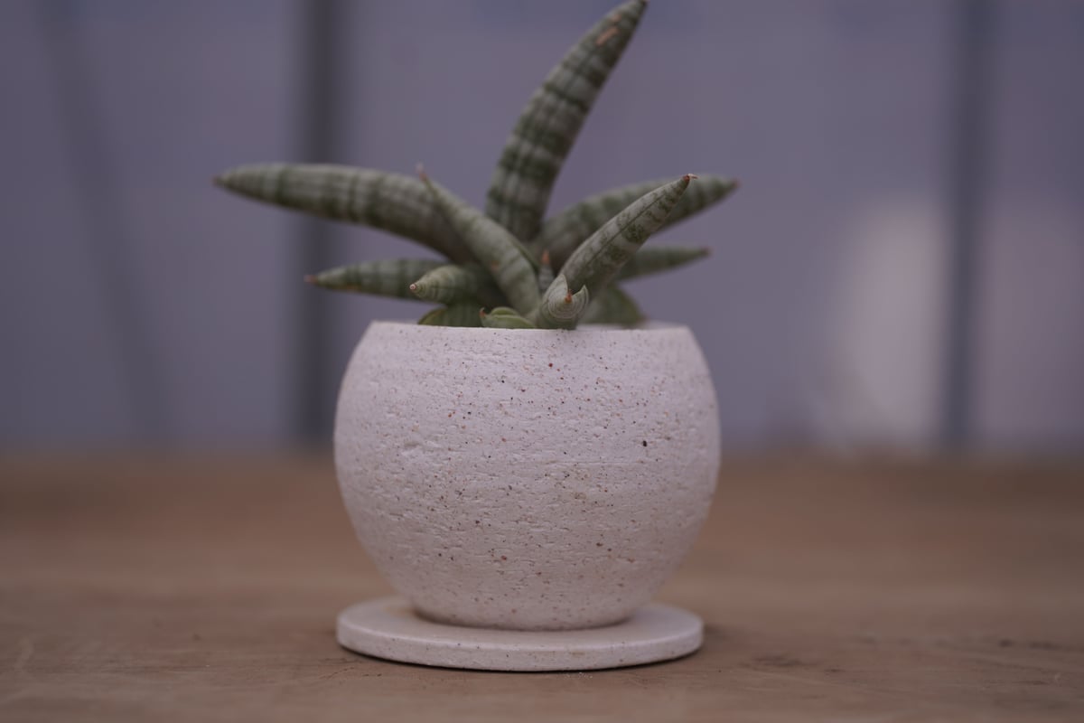 サンスベリア ボンセレンシス 極上斑入り サンセベリア sansevieria fit=scale-down,w=1200