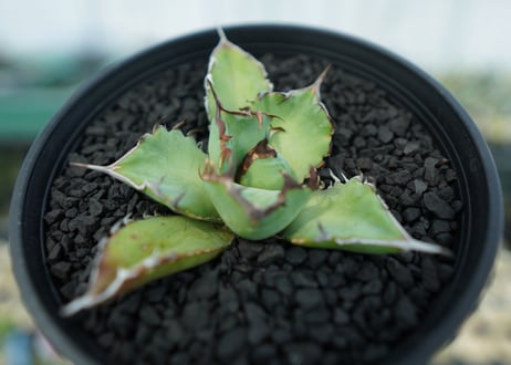 アガベ　チタノタ　黒鯨　Agave titanota black whales　No.5