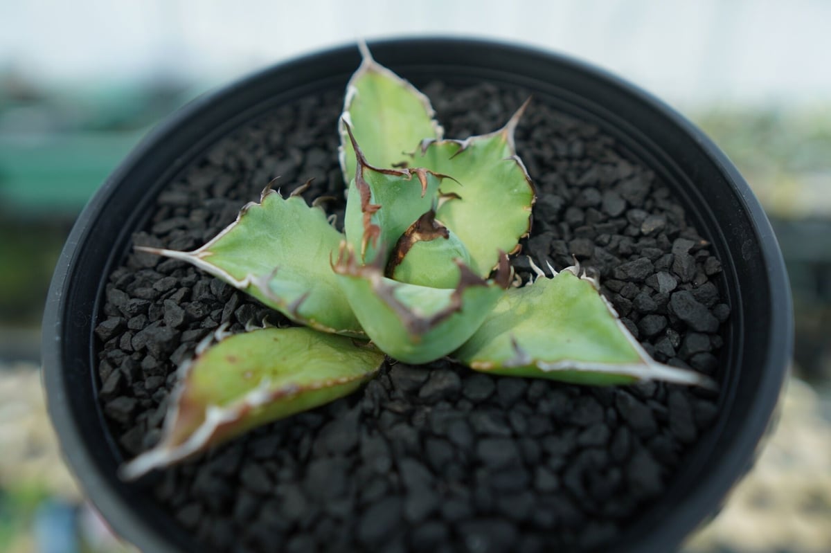 アガベ チタノタ 黒鯨 Agave titanota black whales No.5 |