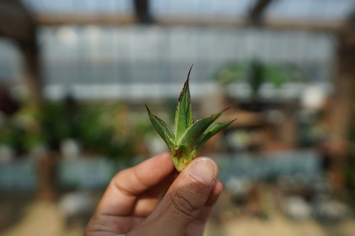 アガベ サングロー Agave Sun Glow No.1 | mana's farm:塊根