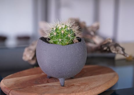 Echinocactus grusonii