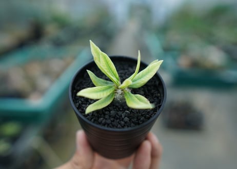 パキポディウム　恵比寿笑い　Pachypodium brevicaule　No.2